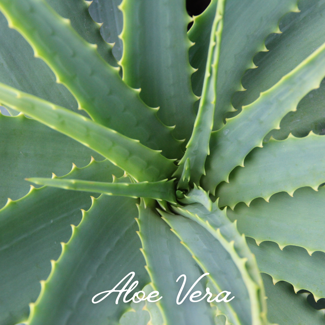 NECTAR REVITALIZING ELIXIR
