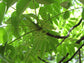 Olloïs Rhus Toxicodendron 30C Vegan Organic, 80 Pellets