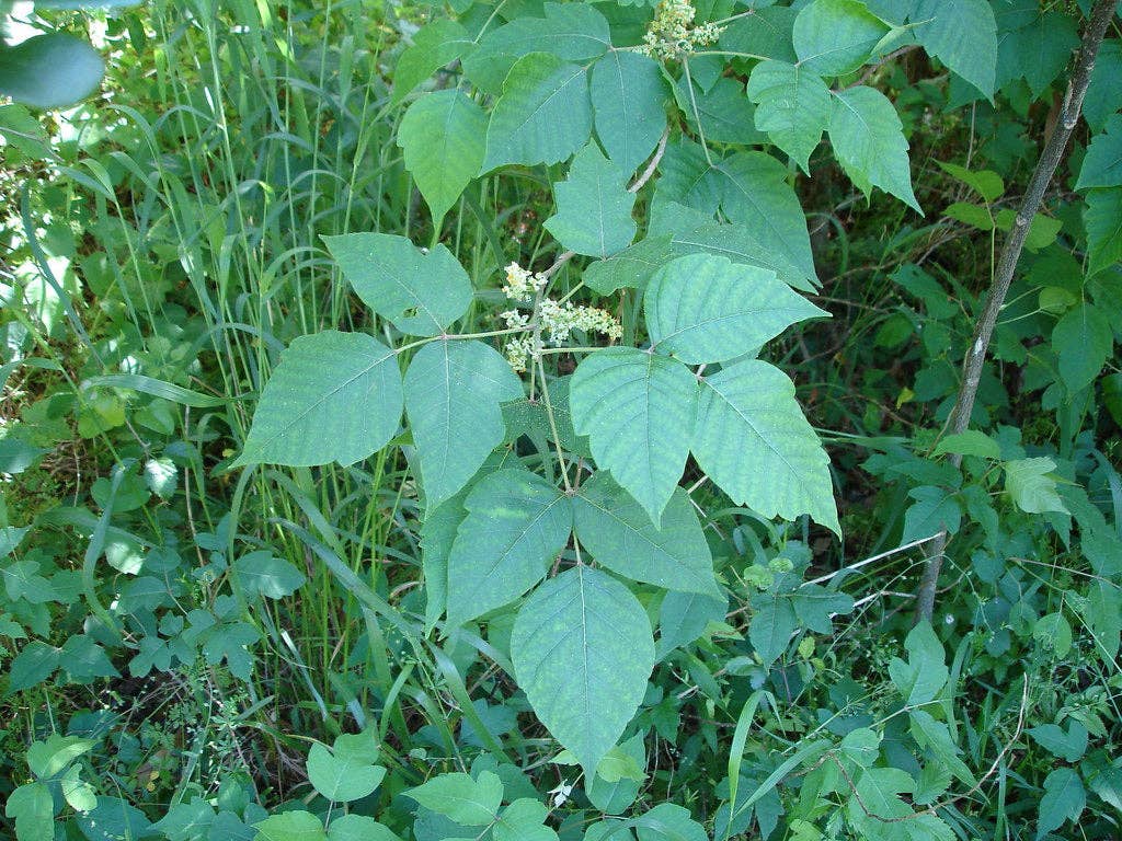 Olloïs Rhus Toxicodendron 30C Vegan Organic, 80 Pellets