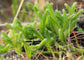 Olloïs Lycopodium Clavatum 30C Vegan Organic, 80 Pellets