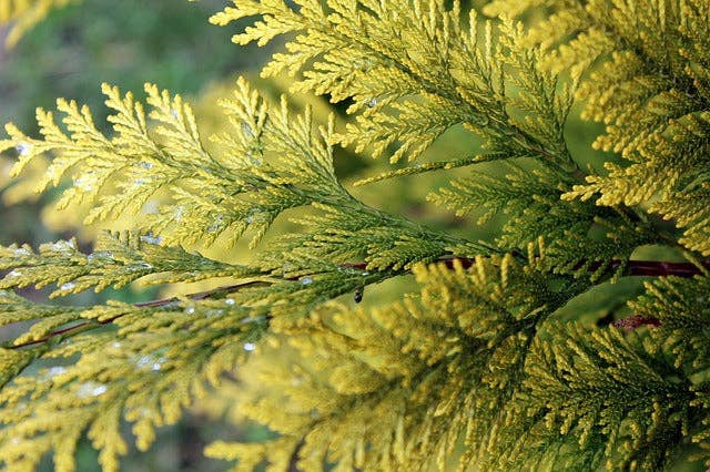 Olloïs Thuja Occidentalis 30C Vegan Organic, 80 Pellets