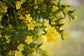 Olloïs Gelsemium Sempervirens 30C Vegan Organic; 80 Pellets