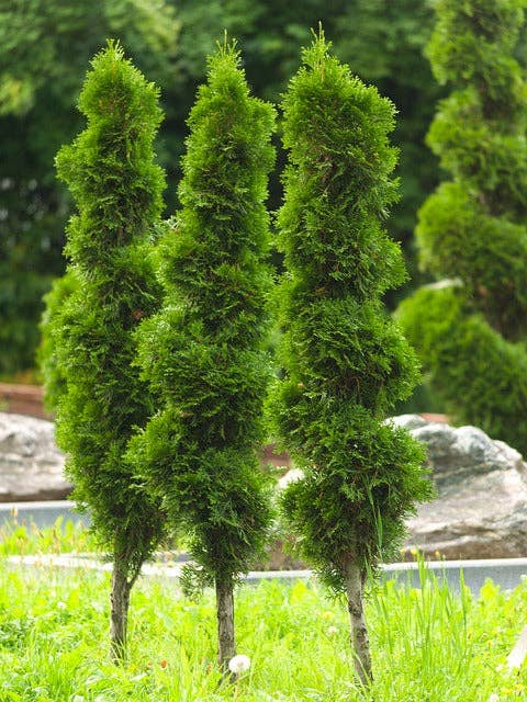 Olloïs Thuja Occidentalis 30C Vegan Organic, 80 Pellets