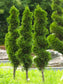 Olloïs Thuja Occidentalis 30C Vegan Organic, 80 Pellets
