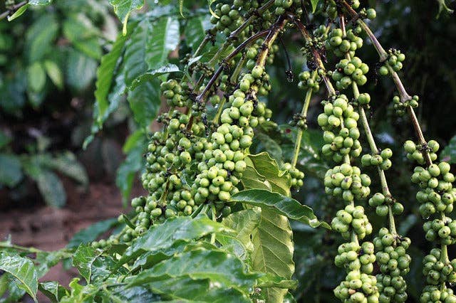 Olloïs Coffea Cruda 30C Vegan Organic kosher, 80 Pellets