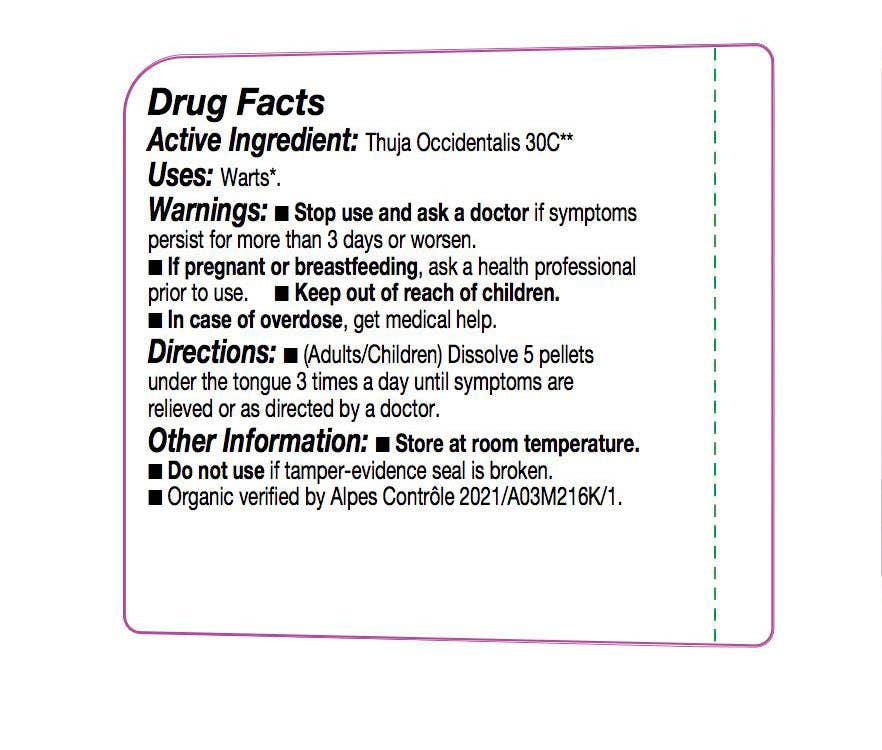 Olloïs Thuja Occidentalis 30C Vegan Organic, 80 Pellets