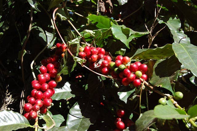 Olloïs Coffea Cruda 30C Vegan Organic kosher, 80 Pellets