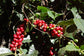 Olloïs Coffea Cruda 30C Vegan Organic kosher, 80 Pellets